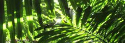 The sun shining warmly through layers of palm leaves.